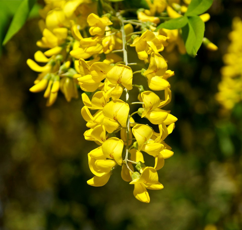 Laburnum anagyroides Medik. Cytise - Aubour JdP