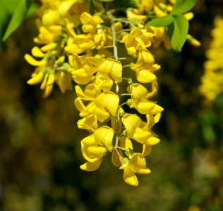 Laburnum anagyroides Medik. Cytise - Aubour JdP