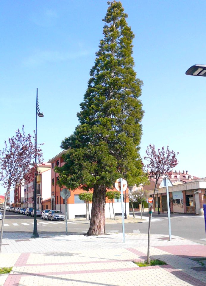 Laguna de Duero - Árbol
