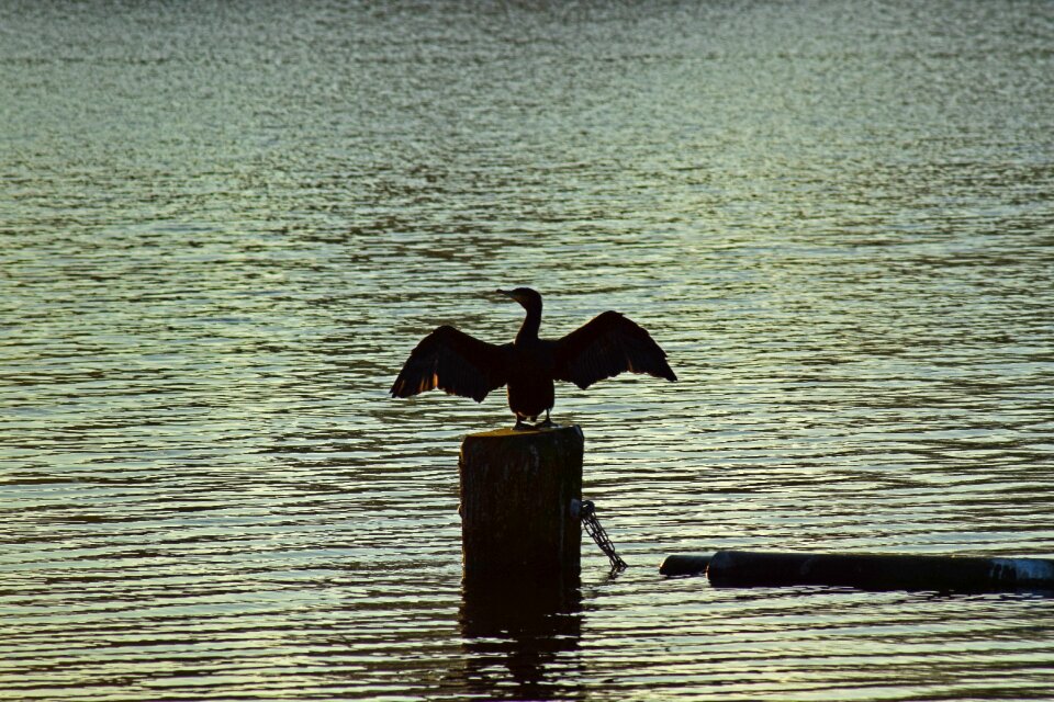 Water wing silhouette