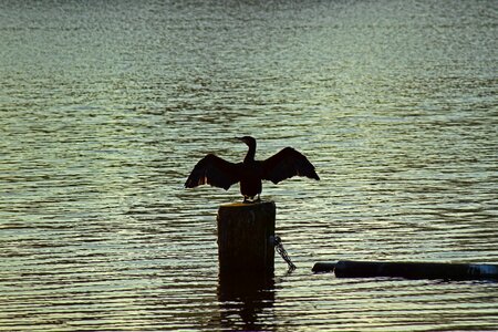 Water wing silhouette
