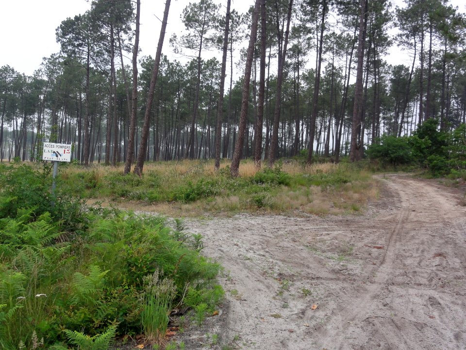 Labouheyre (Landes) forêt