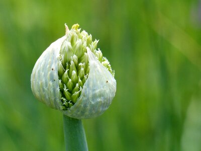 Summer green flower