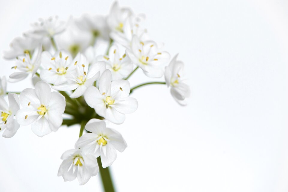 Small flowers white flowers leek flower
