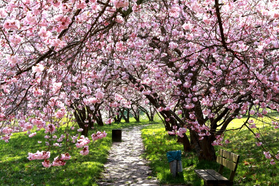 Tree blossom bloom
