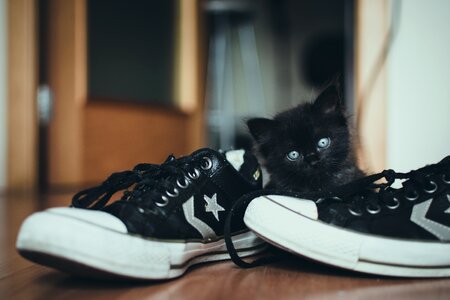 Footwear indoors kitten