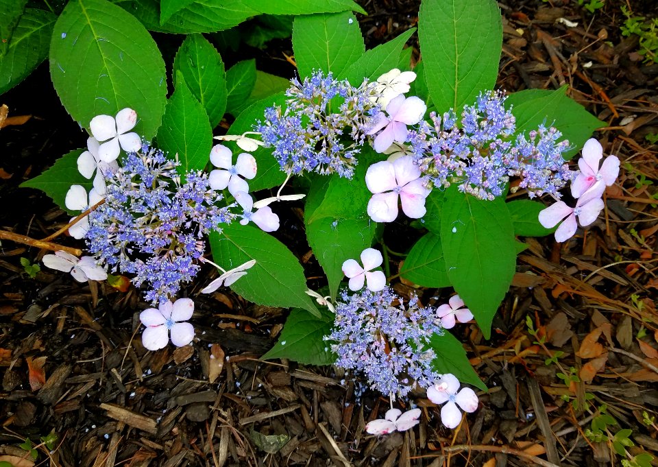 Lacecap hydrangea - Arlington, MA