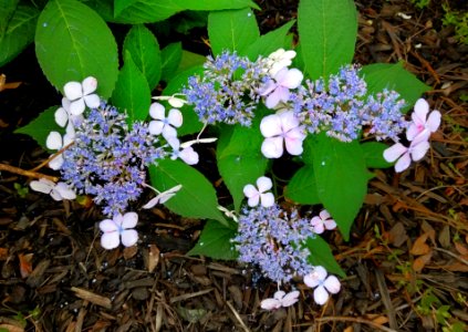 Lacecap hydrangea - Arlington, MA