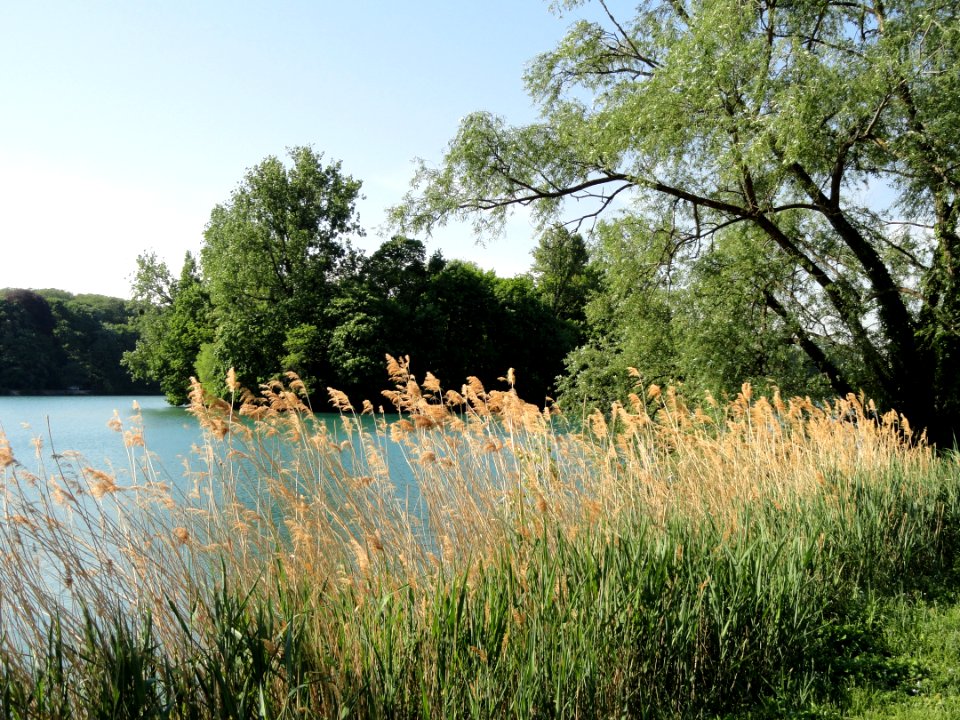 Lac du Parc de la Tête d'Or - DSC05259