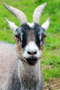 Goat horns macro photo