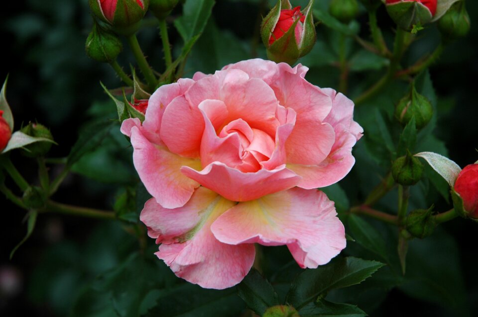 Blossom bloom pink petals photo