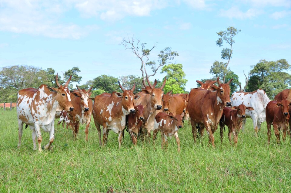 Cows spotted pasture