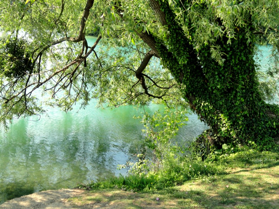 Lac du Parc de la Tête d'Or - DSC05260