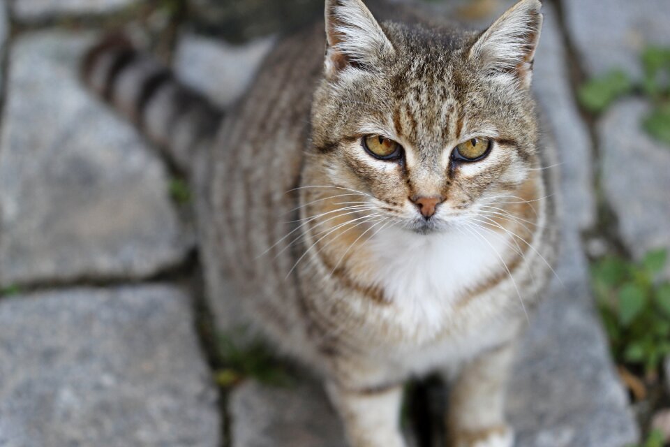 Close street kitty