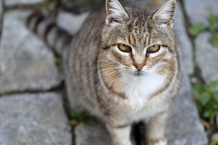 Close street kitty