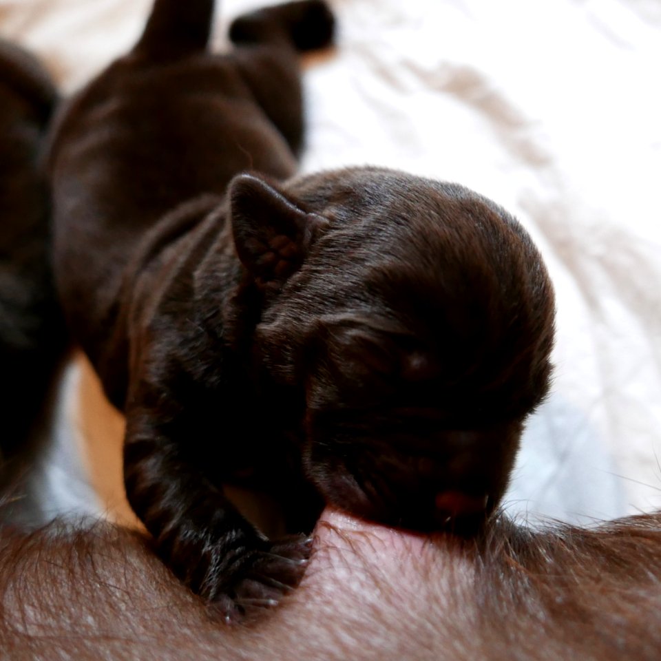 Labrador Retriever Chocolate puppy 05