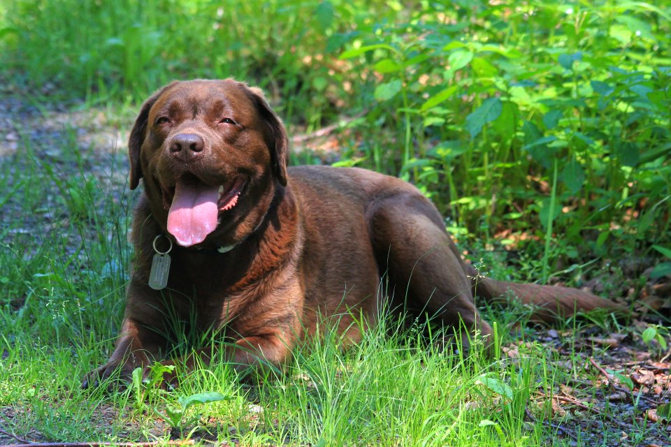 Labrador czekoladowy
