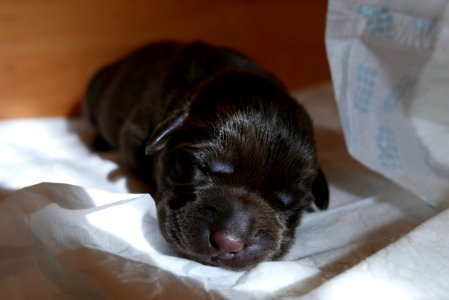 Labrador Retriever Chocolate puppy 03 photo