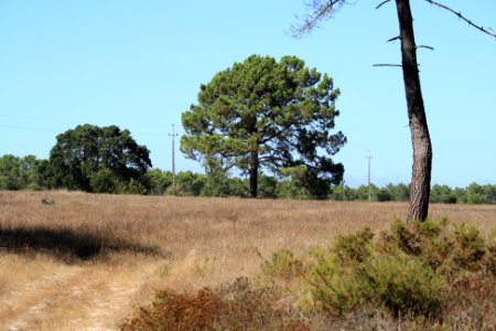 Lagune standre15