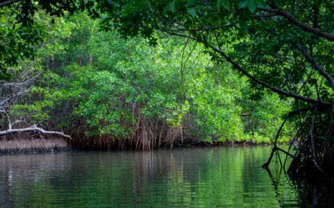 Laguna de La Restinga National Park 2