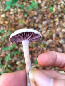 Laccaria amethystina 104475359