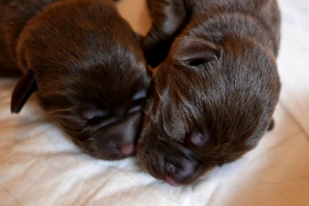 Labrador Retriever Chocolate puppy 01