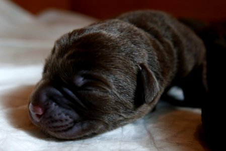 Labrador Retriever Chocolate puppy 02
