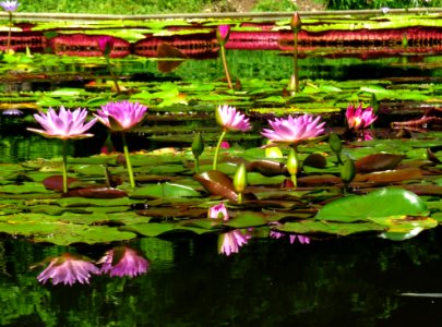 Laguna Venezuela, Jardín Botanico de la UCV Caracas, Venezuela2