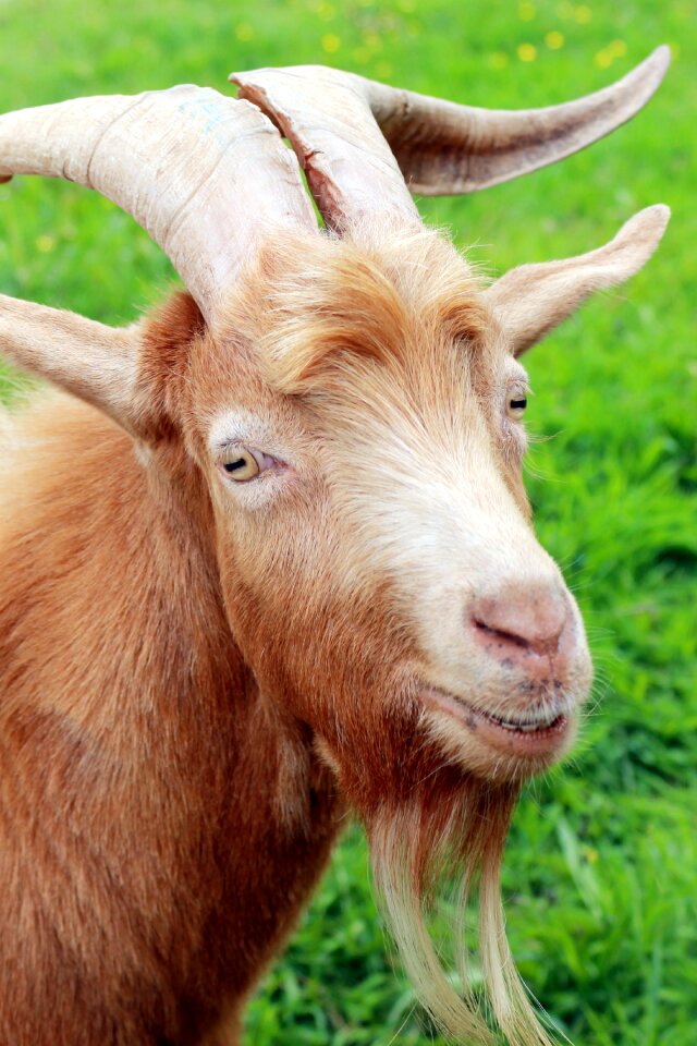 Goat horns macro