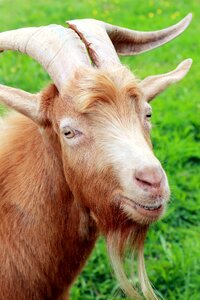 Goat horns macro photo