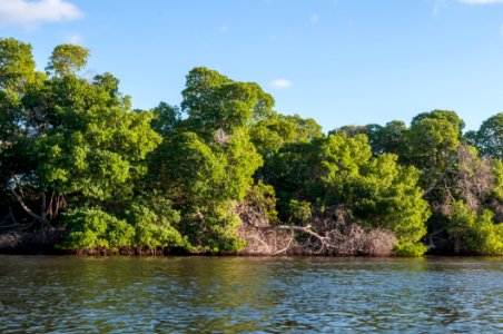 Laguna de La Restinga, Mangroves