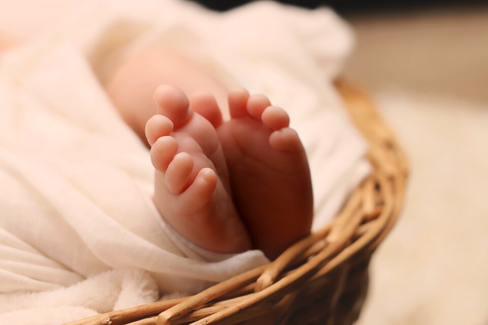 Basket young delicate