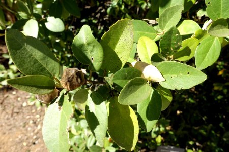 Lagunaria patersonia - Jardín Botánico de Barcelona - Barcelona, Spain - DSC08911