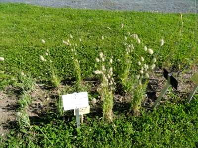 Lagurus ovatus - Botanical Garden in Kaisaniemi, Helsinki - DSC03550