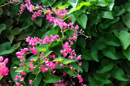 Yard floral nature