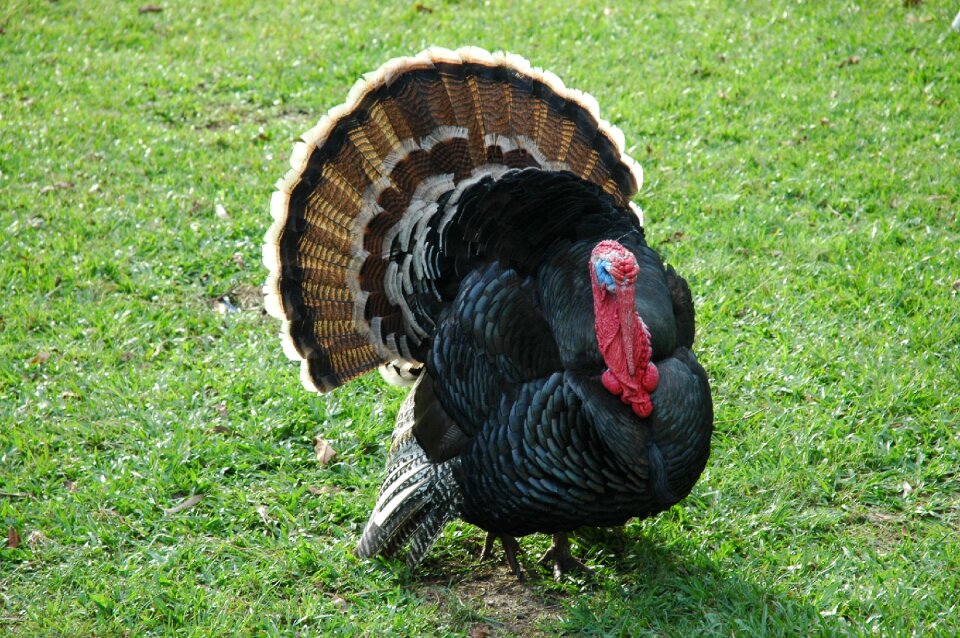 Feathers poultry animal