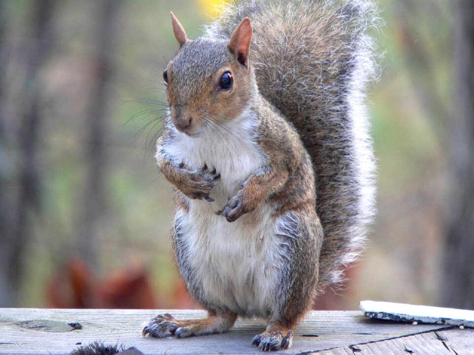 Rodent wildlife nature
