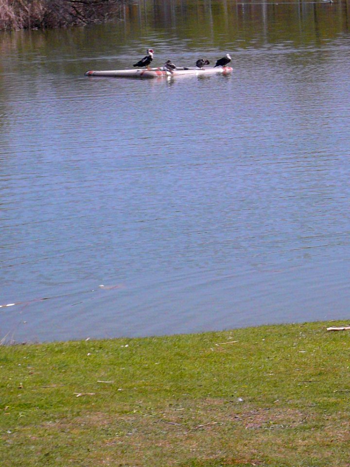 Laguna de Duero - Laguna y Entorno 08