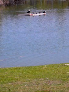 Laguna de Duero - Laguna y Entorno 08