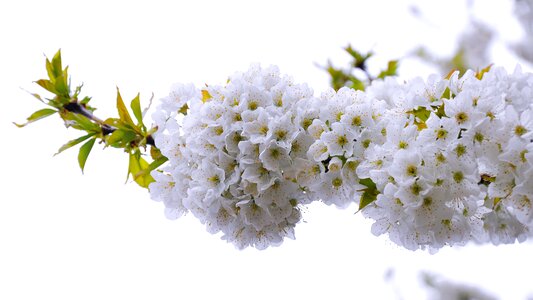 Cherry spring flowering tree