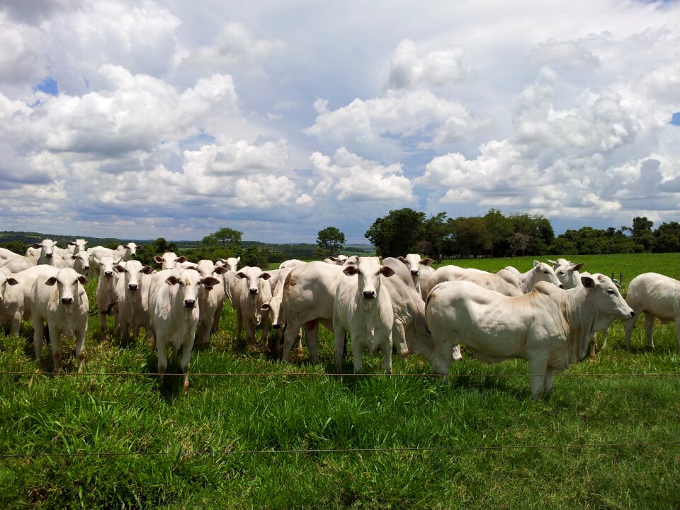 Cattle nellore herd