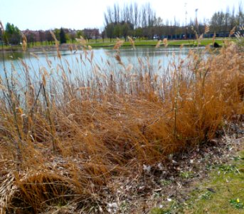 Laguna de Duero - Laguna y Entorno 04