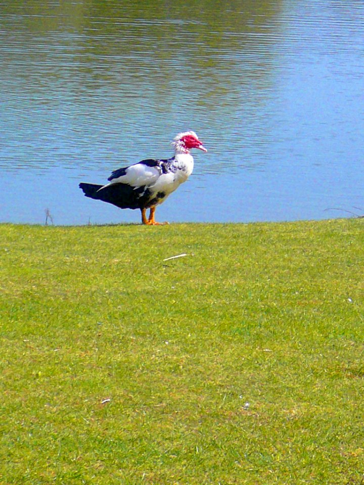 Laguna de Duero - Laguna y Entorno 09