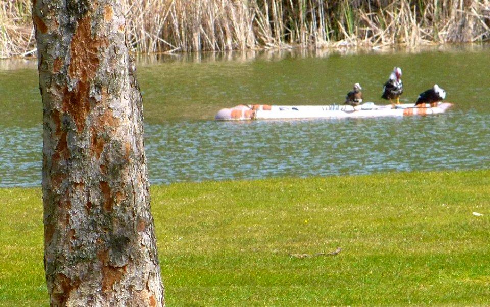 Laguna de Duero - Laguna y Entorno 35