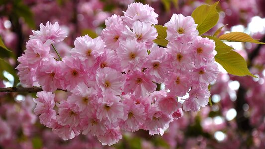 Japan cherry spring flowering tree