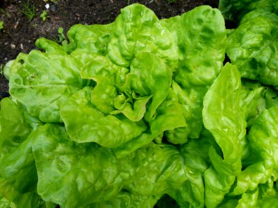 Laitue du jardin