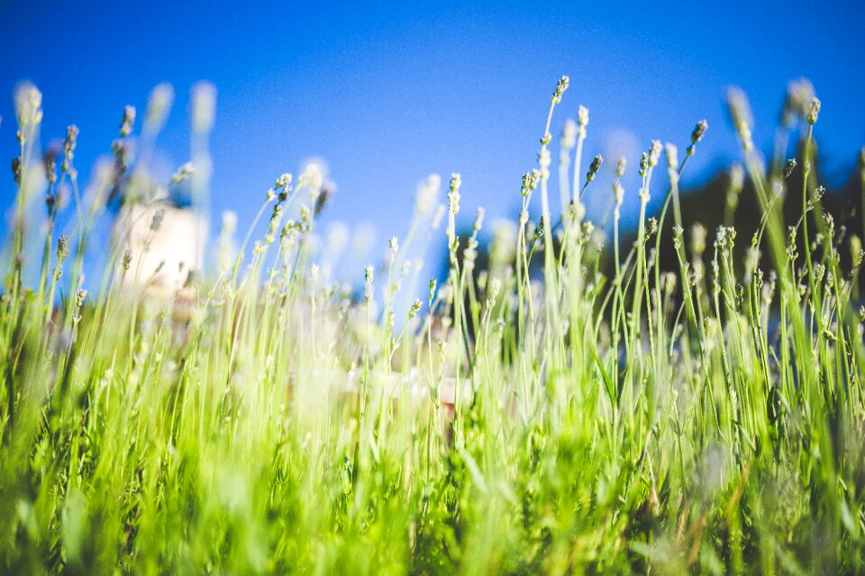 Lavender leaves stock photo nature