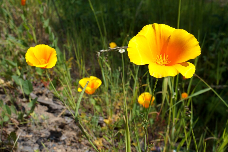 Nature wild flowers wild field
