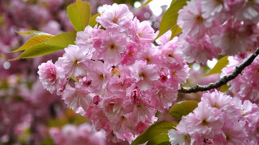 Japan cherry spring flowering tree