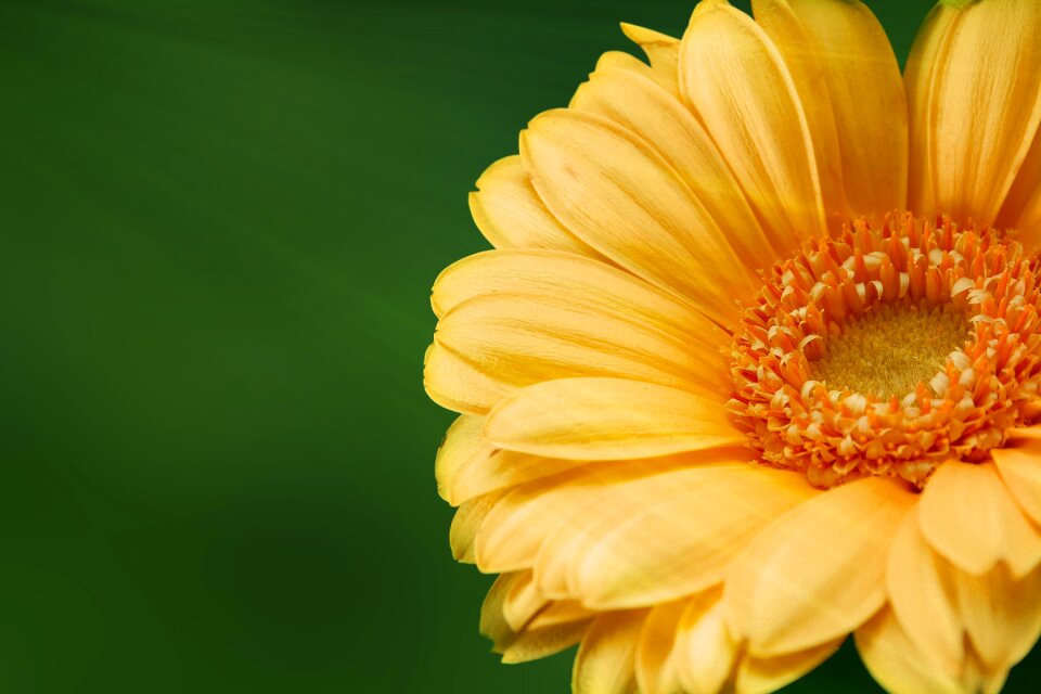 Yellow flower plant bloom